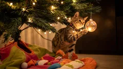 Hoe katten reageren op een kerstboom: 7 interessante gedragskenmerken van huisdieren